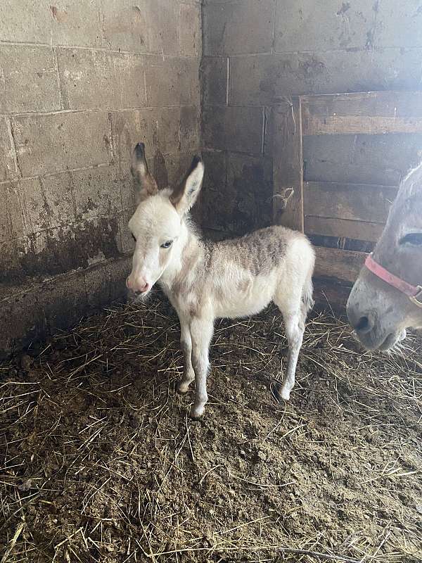 pinto-donkey-colt