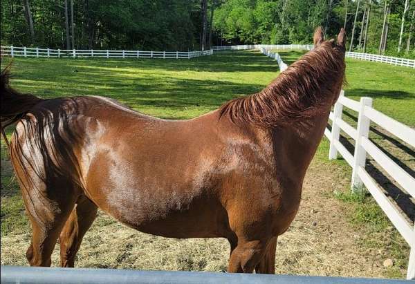 beginners-saddlebred-horse