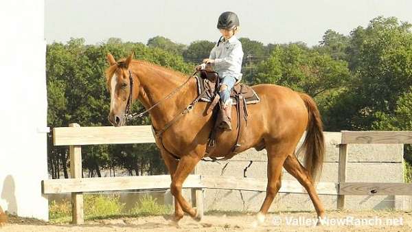 beginner-quarter-horse