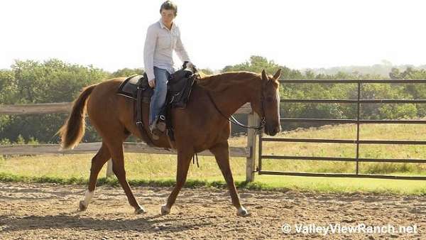 ranch-quarter-horse