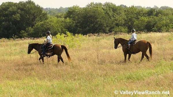 ranch-work-quarter-horse