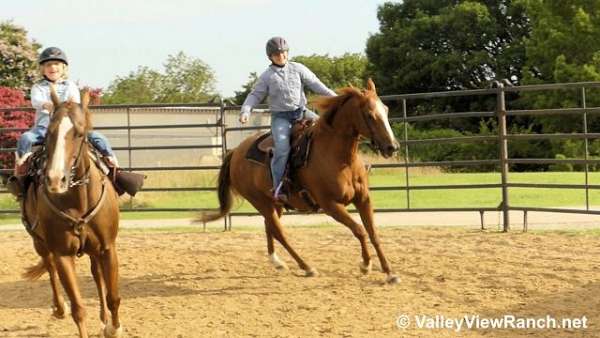 team-penning-quarter-horse