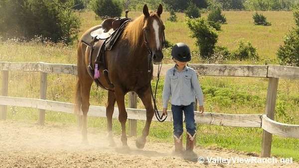 sorrel-quarter-horse-gelding