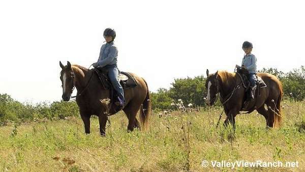 sorrel-ranch-horse