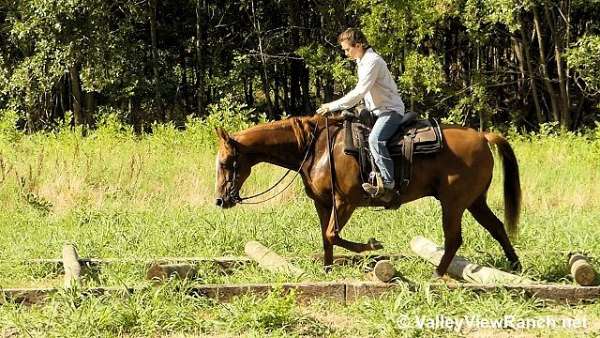 trail-quarter-horse