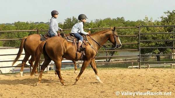 beginner-quarter-horse