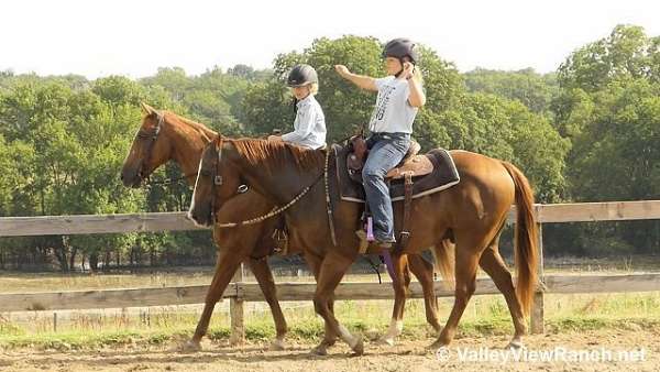 ranch-quarter-horse