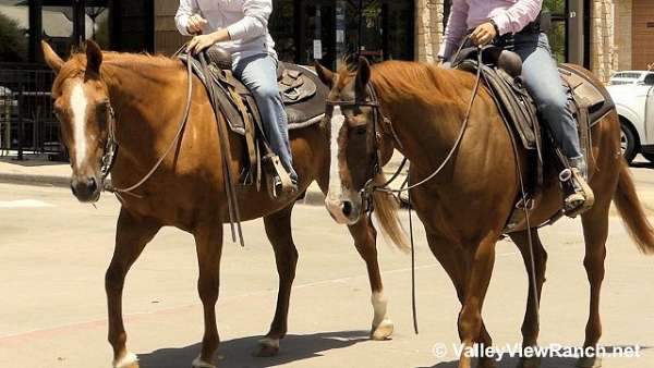 ranch-versatility-quarter-horse