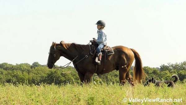 ranch-work-quarter-horse