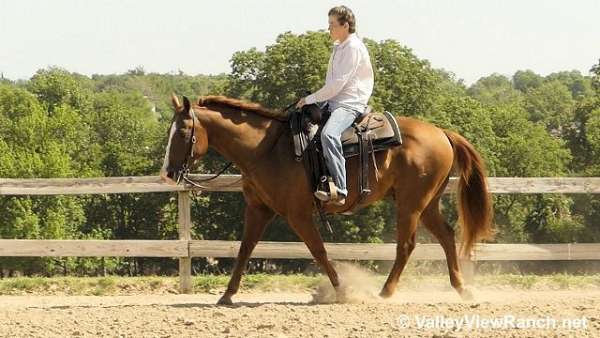 sorrel-ranch-versatility-horse