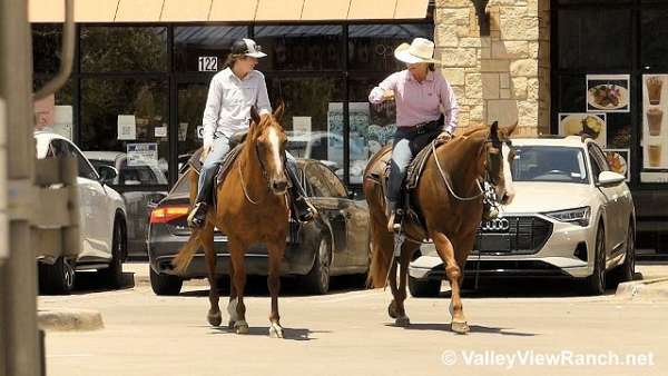 sorrel-ranch-work-horse