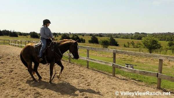 trail-quarter-horse