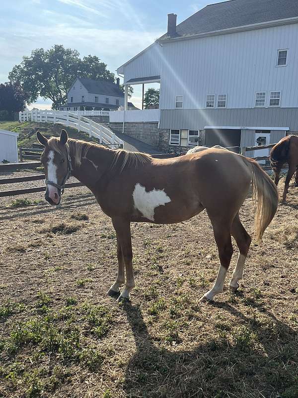 halter-paint-warmblood-horse