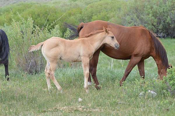 roan-steer-ro-horse