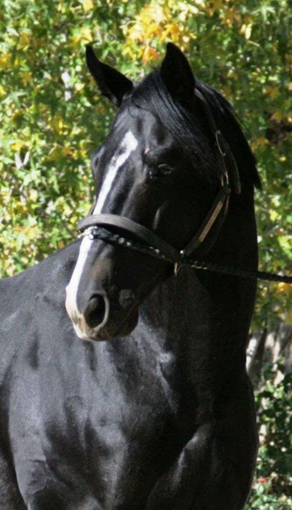 black-thoroughbred-mare-stallion