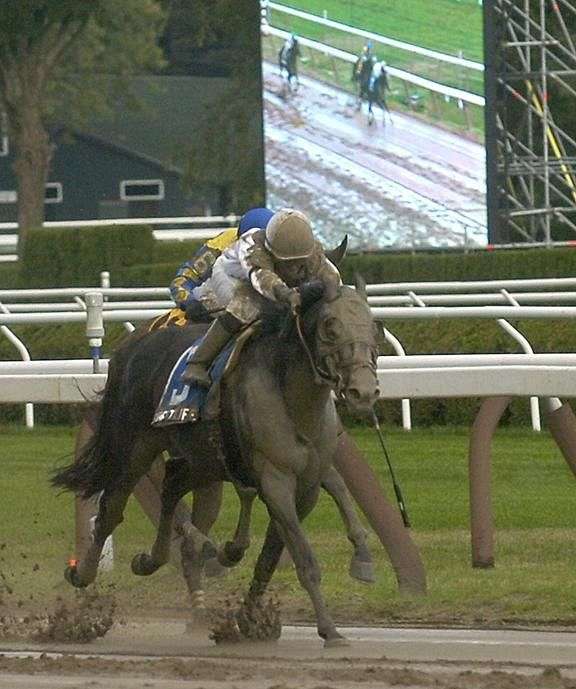 black-thoroughbred-stallion