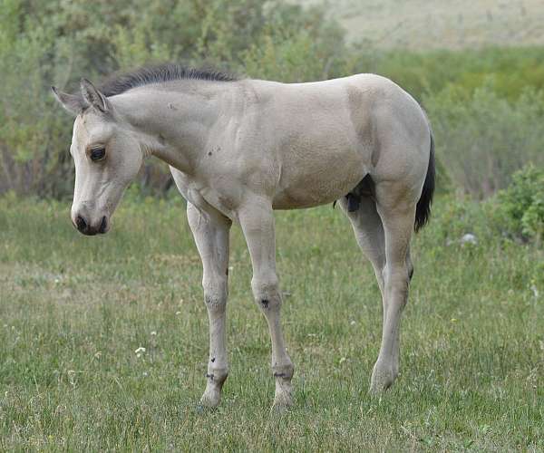 buckskin-roan-colt