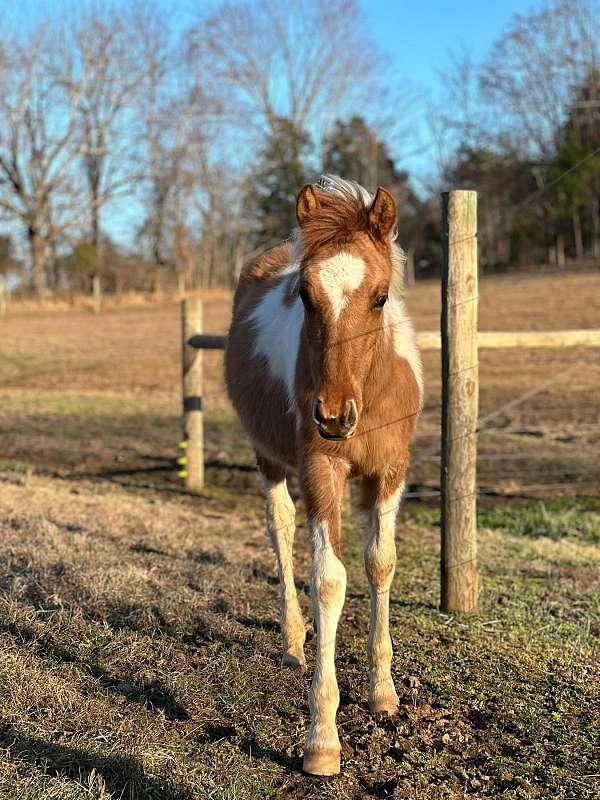 halter-pole-colt-yearling