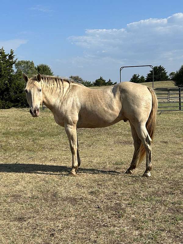 palomino-gelding