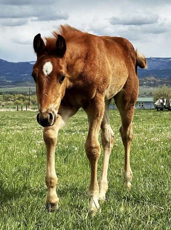 quarter-horse-colt