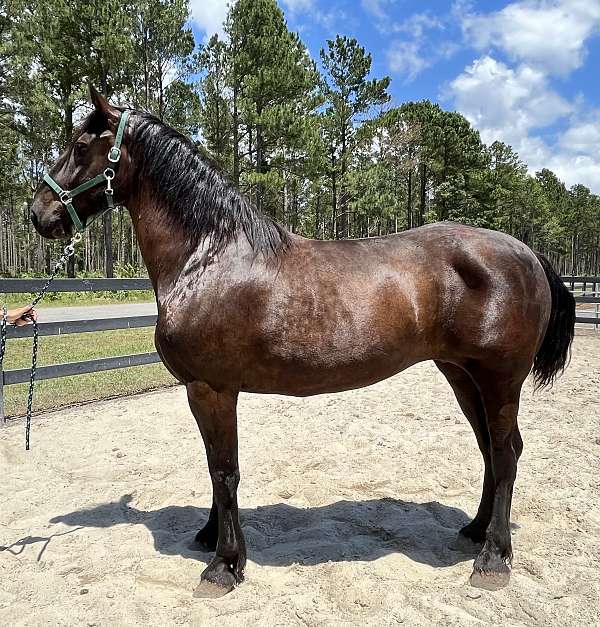 black-percheron-mare