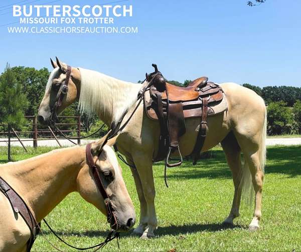 fence-missouri-fox-trotter-horse