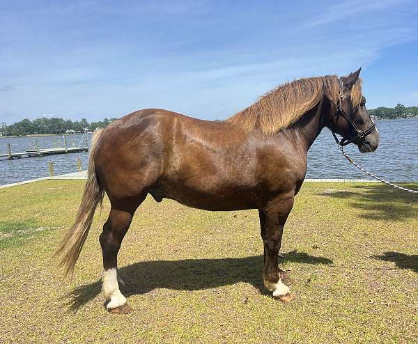 bay-chocolate-draft-gelding