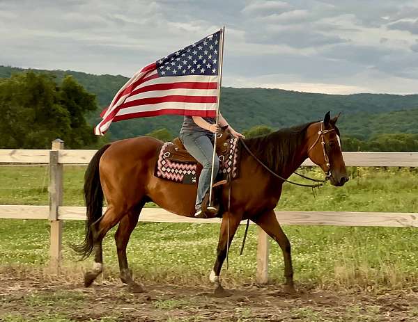 all-around-quarter-horse