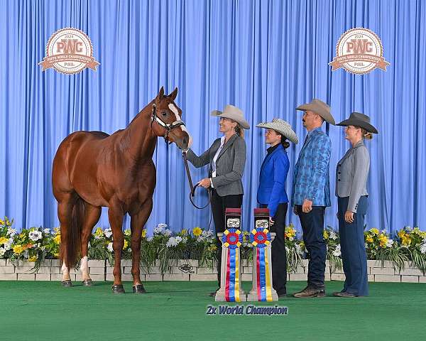 all-around-quarter-horse