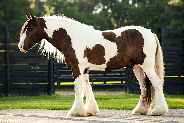 ridden-w-gypsy-vanner-horse