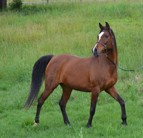 breeding-arabian-horse