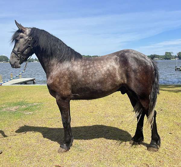 grey-friesian-gelding