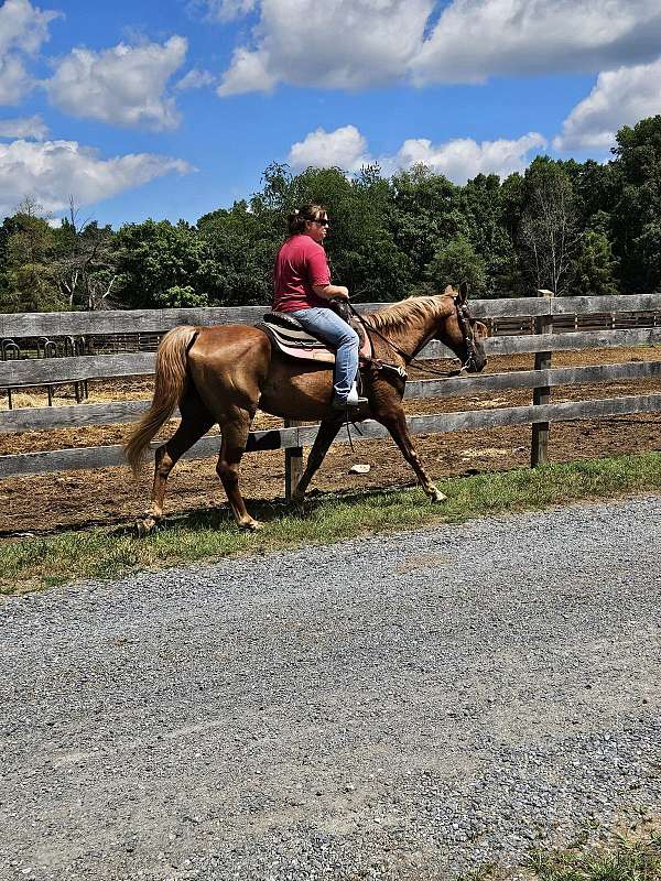 quiet-walkaloosa-horse