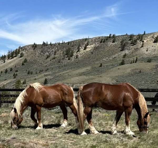 belgian-warmblood-gelding