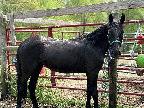 mustang-filly