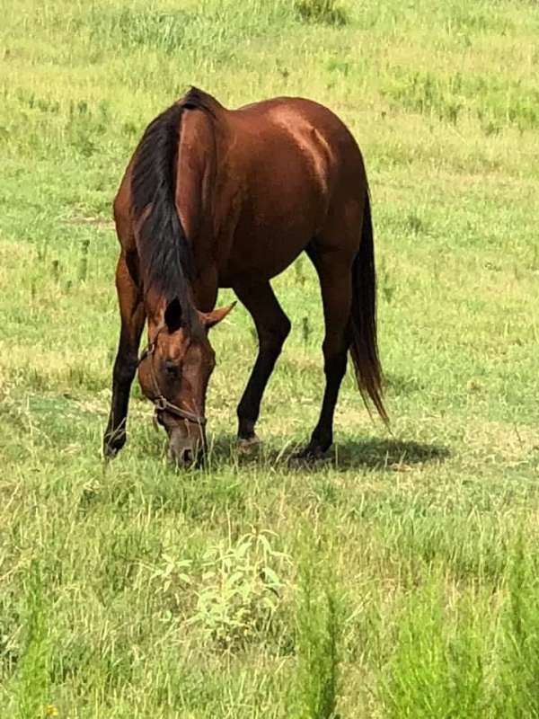 athletic-breeding-thoroughbred-horse