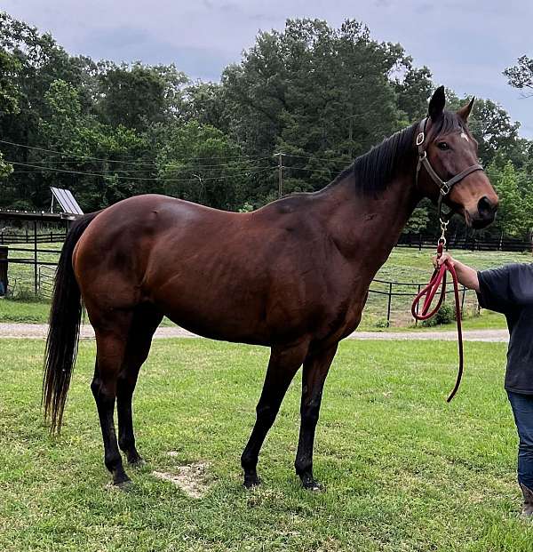 breeding-thoroughbred-horse