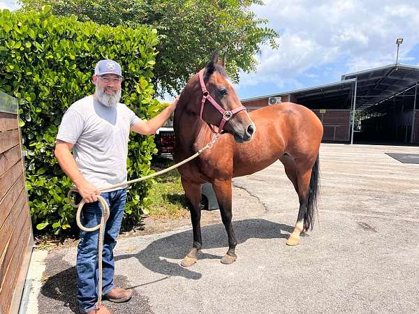 beginner-safe-kid-pony-quarter-horse