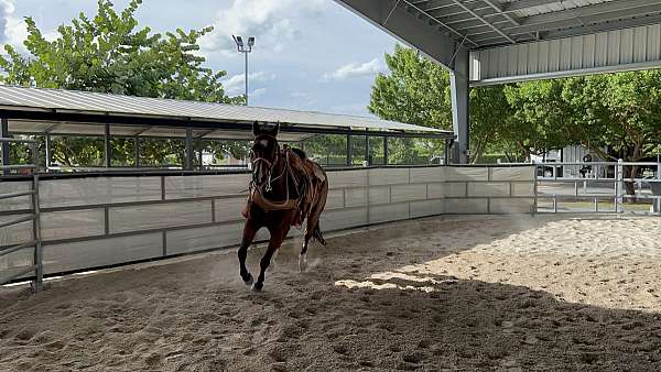 calf-roping-quarter-horse