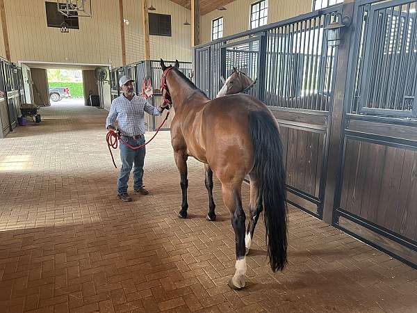 children-quarter-horse