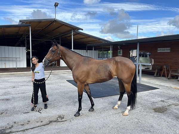 excellent-quarter-horse