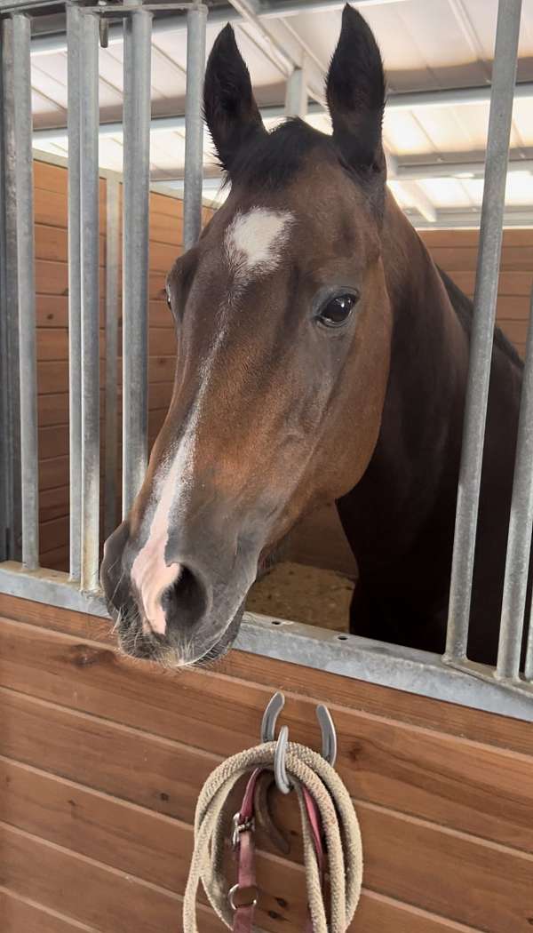 broodmare-prospect-quarter-horse