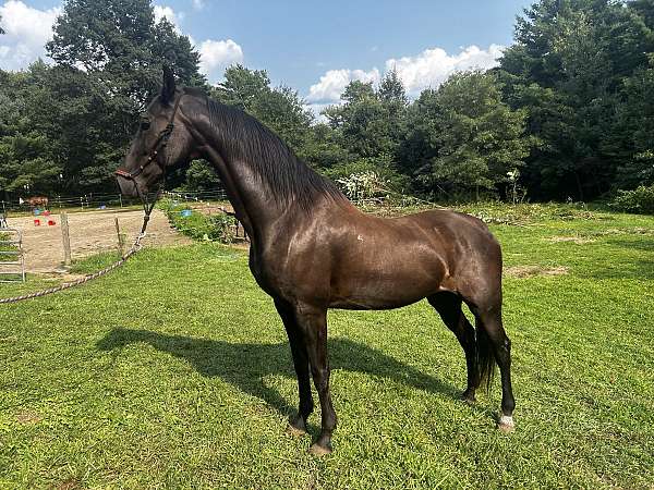 amazing-saddlebred-horse