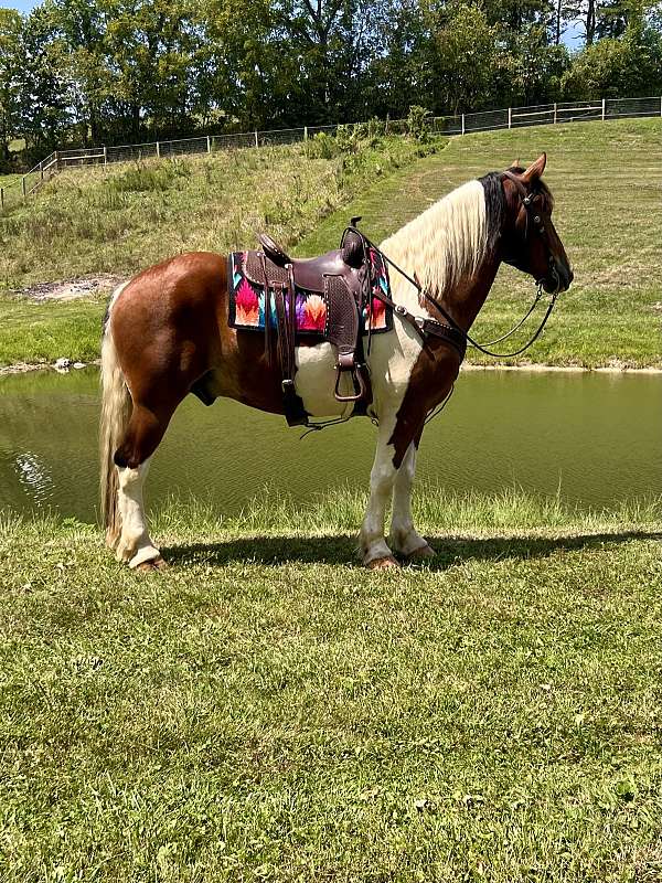 elvis-draft-horse