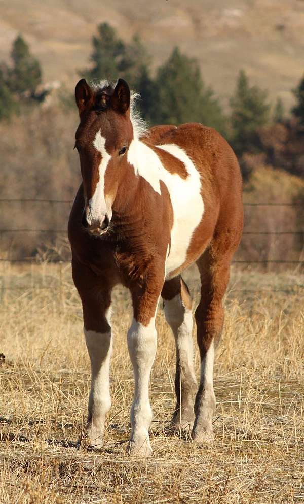 dog-draft-horse