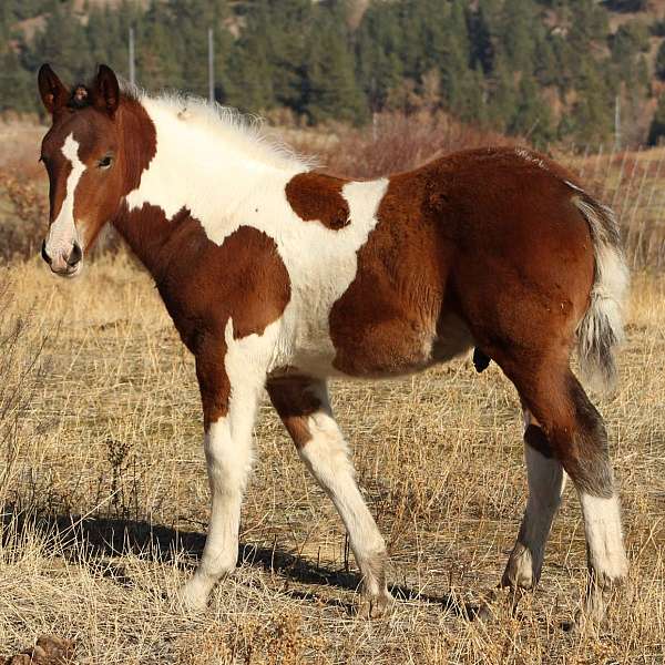 dual-registered-draft-horse