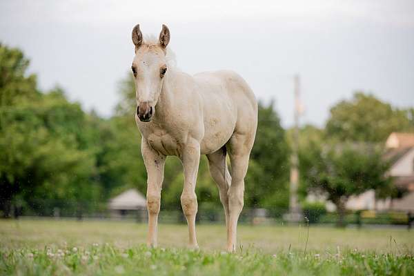 quarter-horse-filly