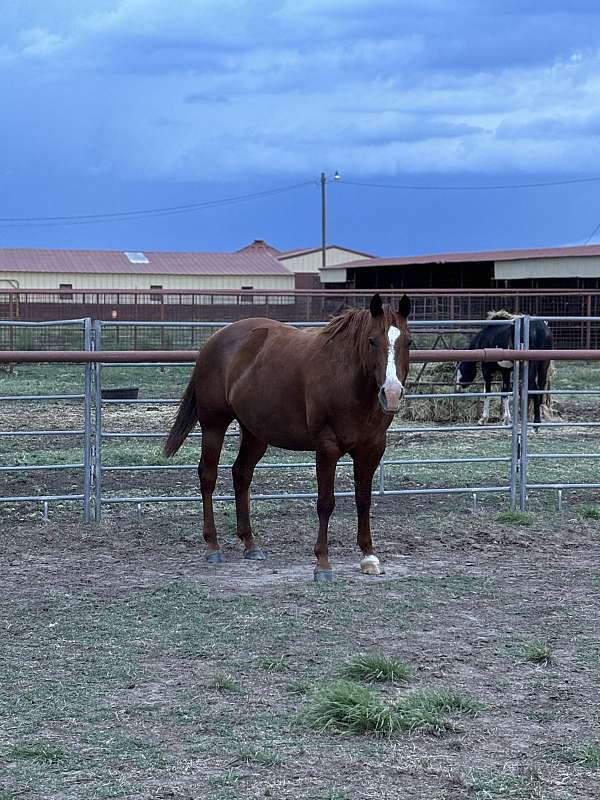 blaze-socks-horse