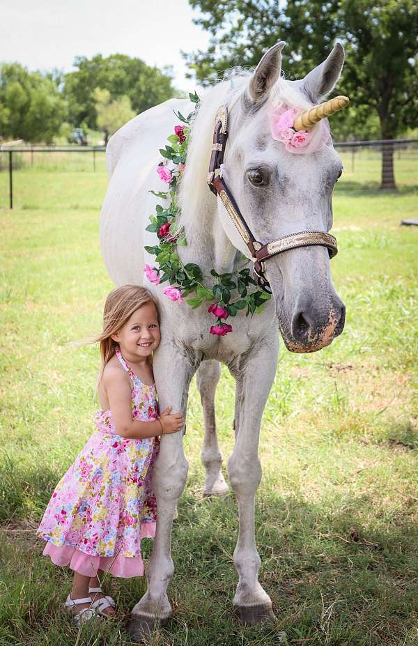 all-around-arabian-horse