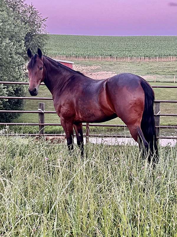 friesian-sport-horse